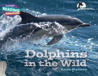 Image of Dolphins in the Wild